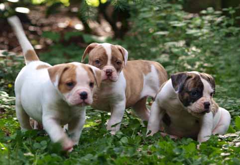 american bulldog